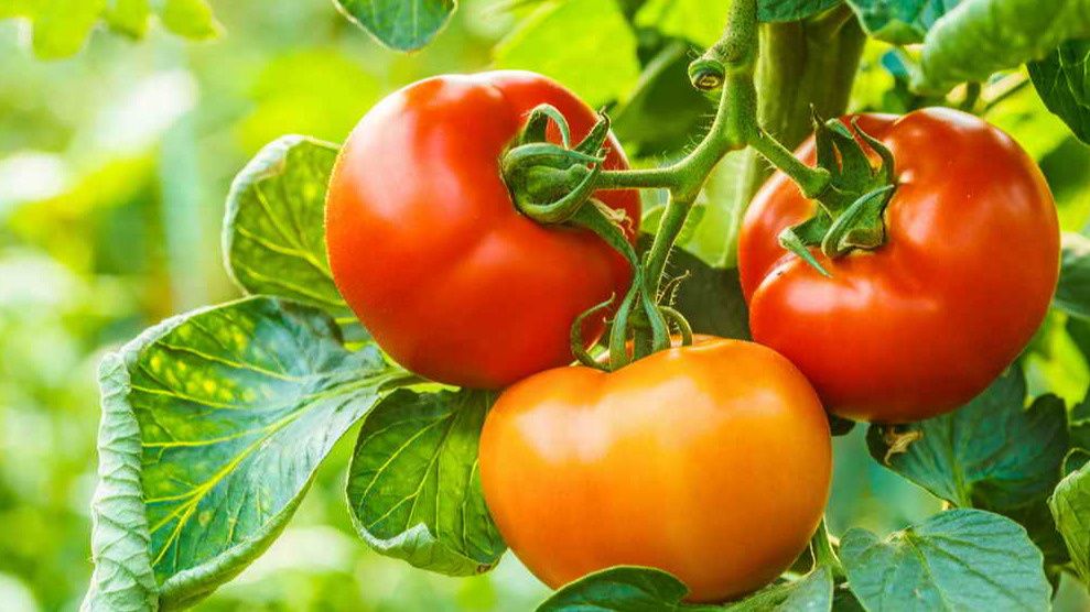 ��� ������� ������ ������ � ����: ������ ������������ ���������� ��� �����