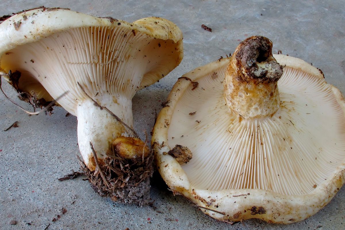 ��� ��������� ������ ������ �� ����: ������� ������� � ������