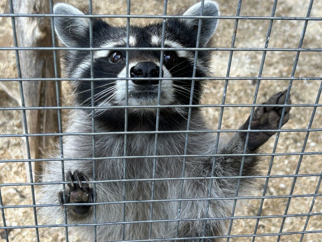 Как тыква может исполнить мечты животных в Петербурге