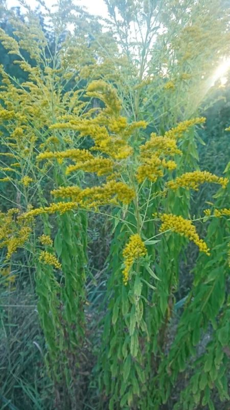 Опасайтесь канадского золотарника!