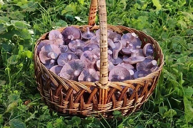 Рядовка: как не ошибиться при сборе грибов