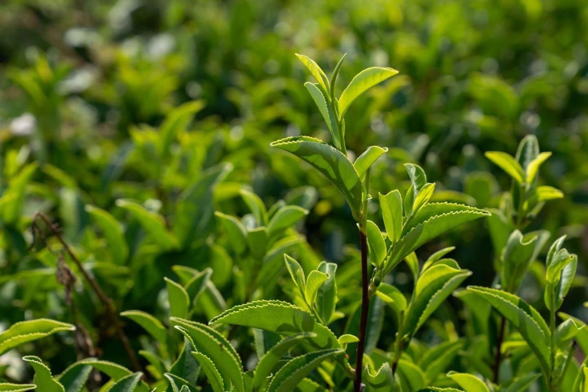 Уникальное событие в Туапсинском районе: первый урожай чая за десять лет