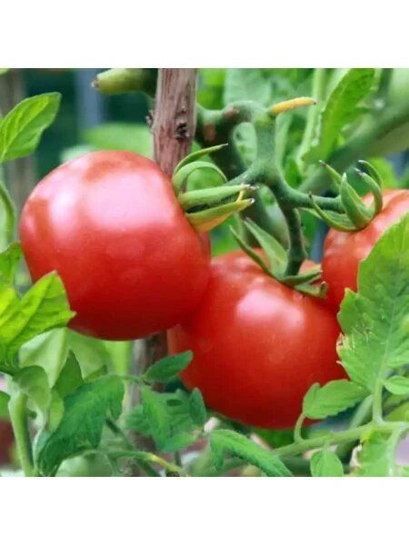 Томат китайский болезнеустойчивый: идеальный выбор для огородников