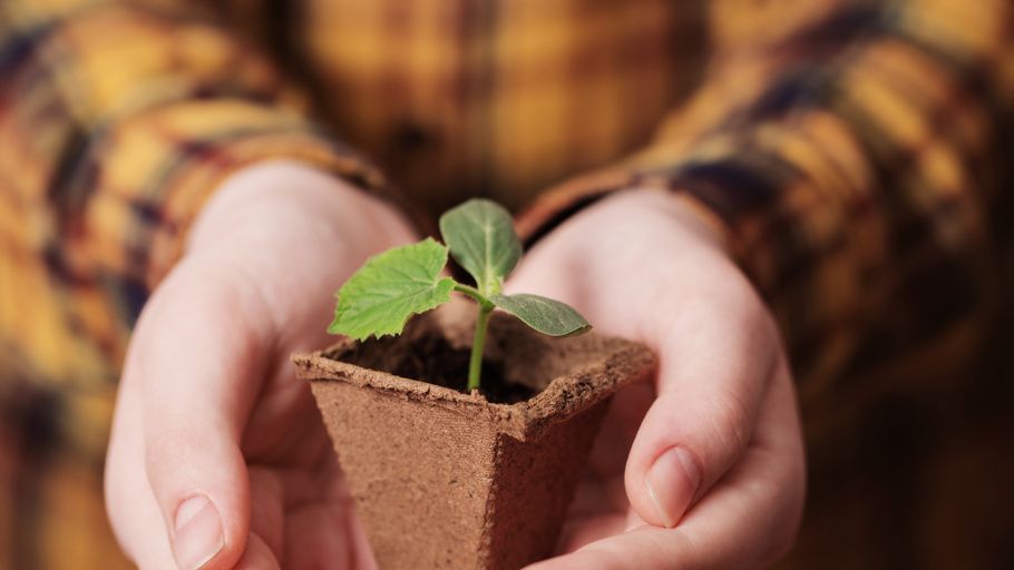 Как выбрать надёжные семена огурцов и не переплачивать за рекламу