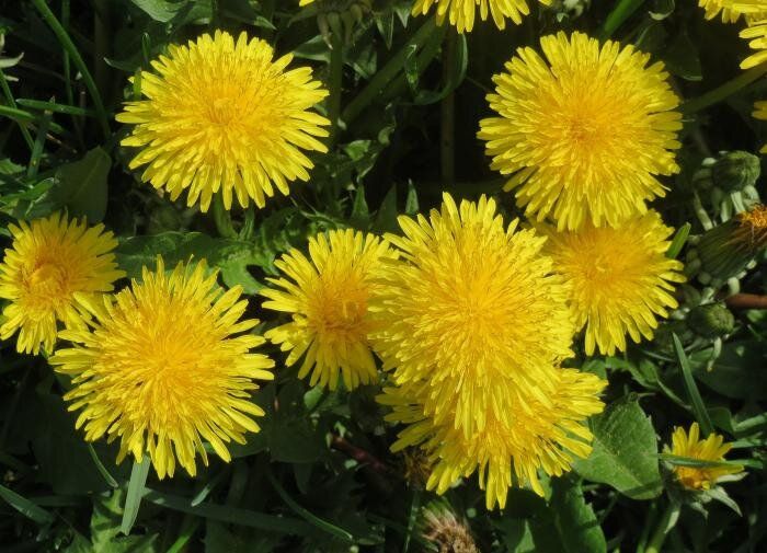 Как избавиться от назойливых одуванчиков