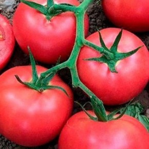 Томат Розовое чудо: идеальный выбор для раннего урожая и сладкого вкуса