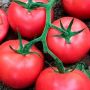 Томат Розовое чудо: идеальный выбор для раннего урожая и сладкого вкуса
