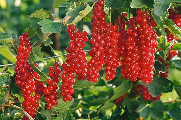 Смородина Руднеус: секреты успешного выращивания и применения