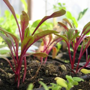 Как избежать «бородатой» свёклы: советы для дачников