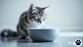 Тайны водного баланса: почему коты могут избегать питья?