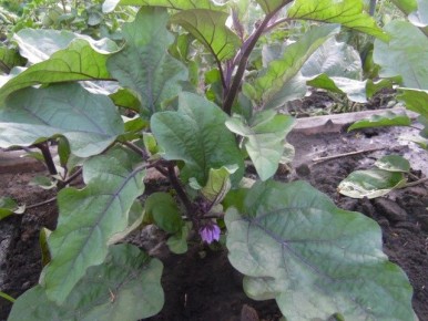 Как добиться красивого урожая баклажанов