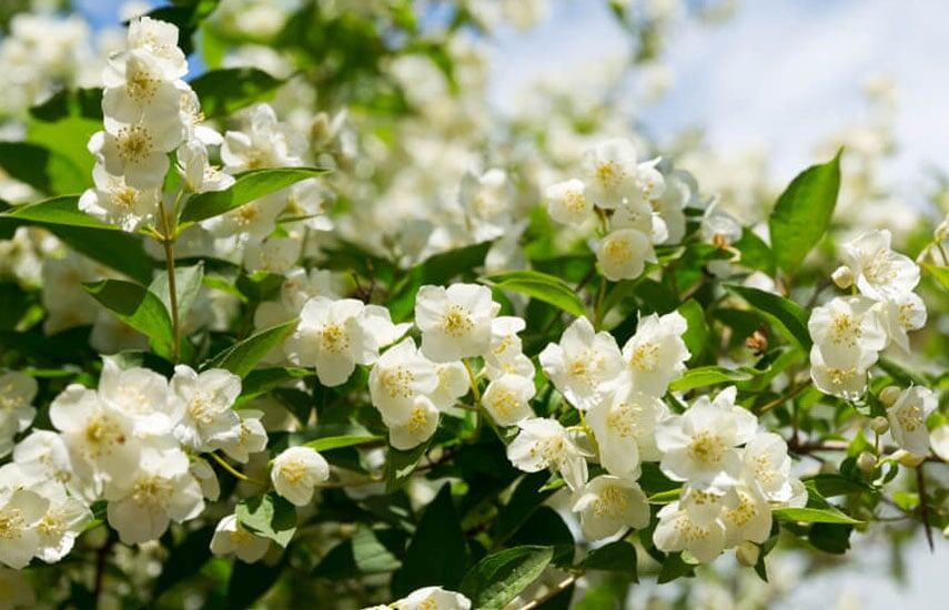 Секреты пышного цветения чубушника: чем подкормить в июле