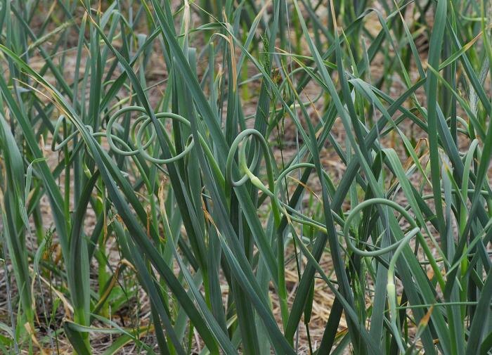 Как борная кислота поможет вырастить идеальный чеснок: секреты агрономов