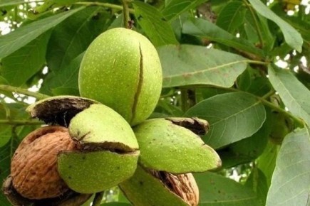 ������� ���� �����: ��������� ����� ��� ���������-��������