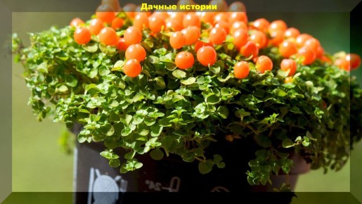 �������� ��������� ��������: ��� ��������� ������ ����� �� �����������