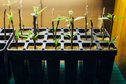 Черенкование: секреты успешного размножения растений, которые знают не все