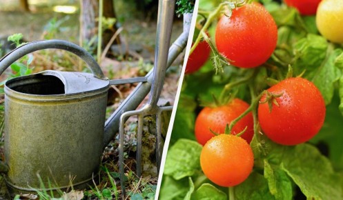 Как ускорить созревание помидоров: секреты опытных огородников