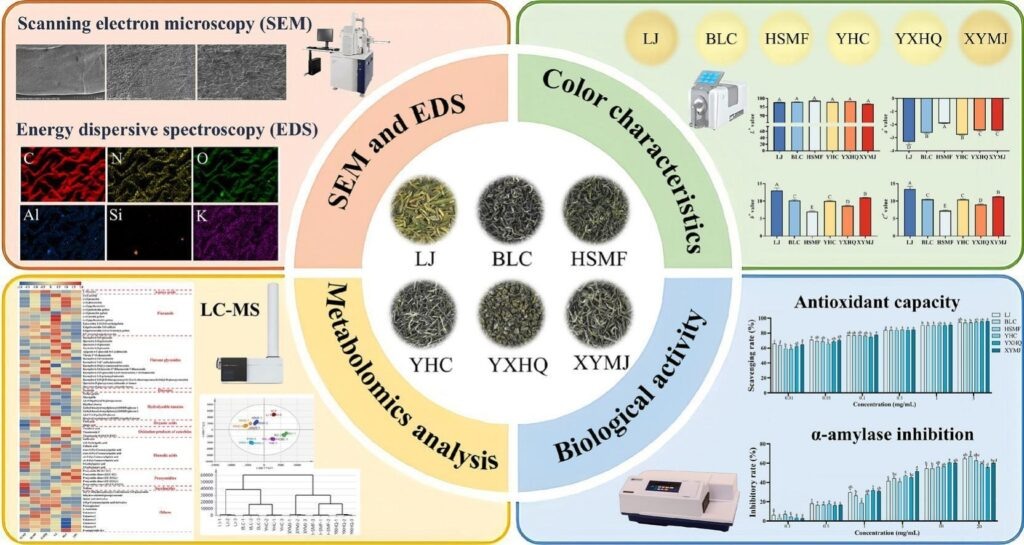 Уникальные свойства зеленого чая: как форма листьев влияет на здоровье