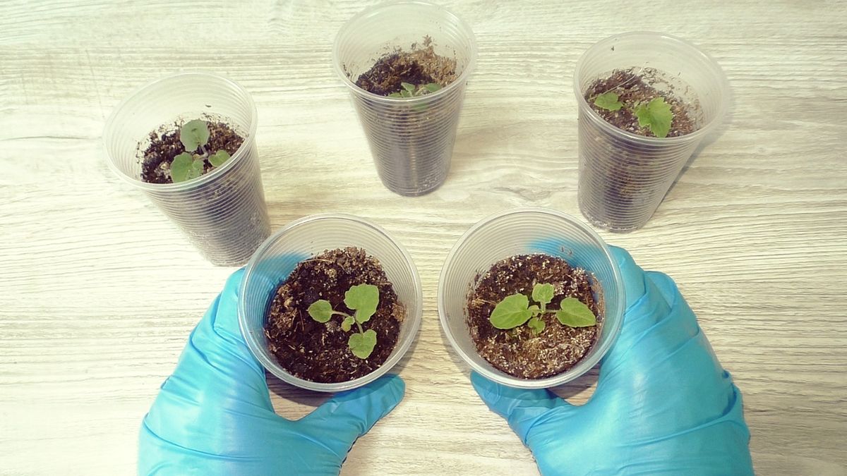 Как правильно подкормить рассаду цветов: секреты успеха