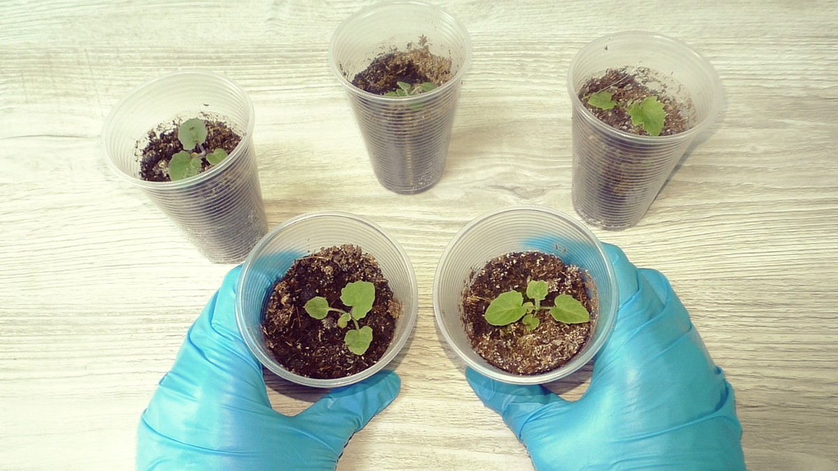 Как правильно подкормить рассаду цветов: секреты успеха