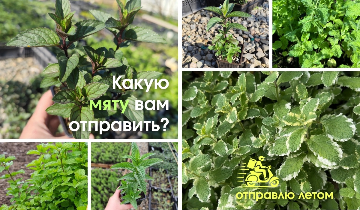 Какую мяту выбрать для вашего удовольствия?