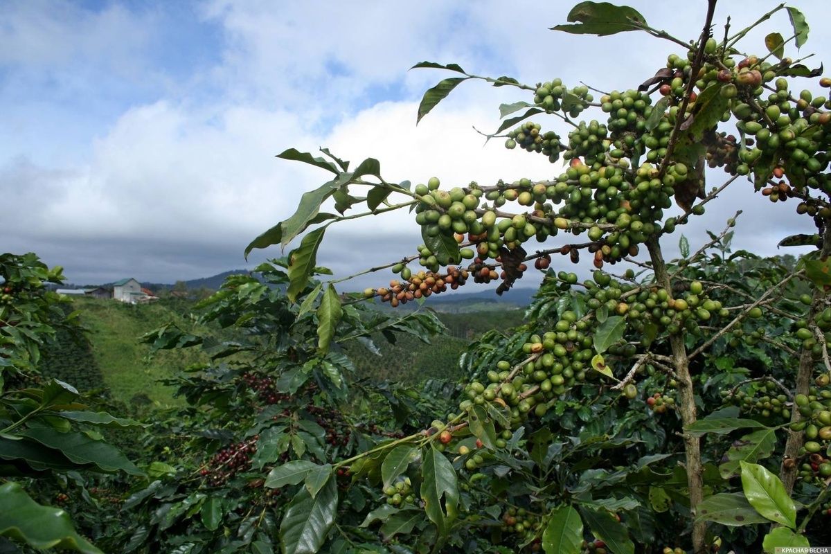 Цена кофе в Гондурасе: спад на $100, но надежды производителей остаются высокими