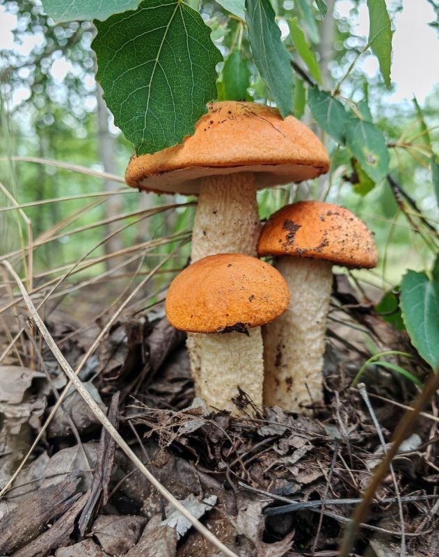 ��������� �� ������ ������������� �� ����� ��������