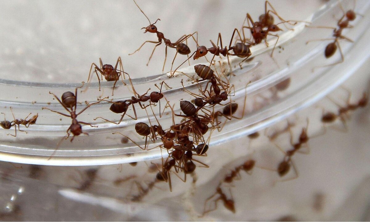 Ресторан Alchemist удивляет мир десертами на основе насекомых