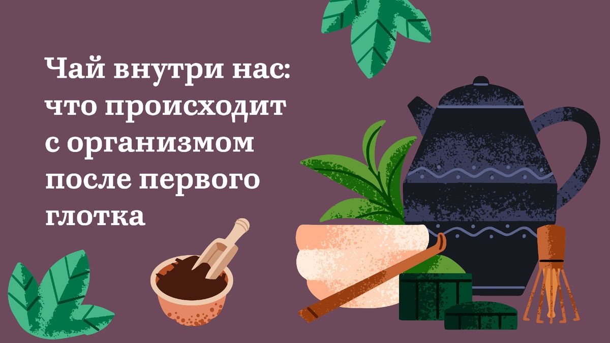 Чай и его влияние на организм: мифы и факты