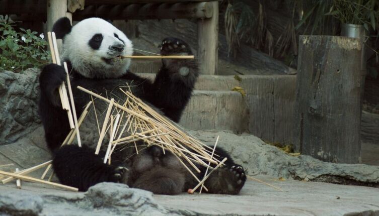 ������ � ���������: ��� �������� ����� ���� � ������