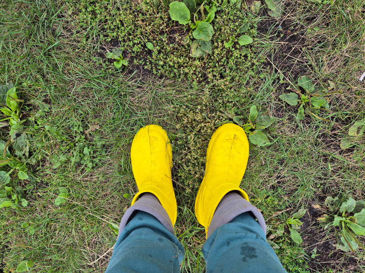 Как уральские староверы хранят картошку без гнили и проростков: секрет на зиму