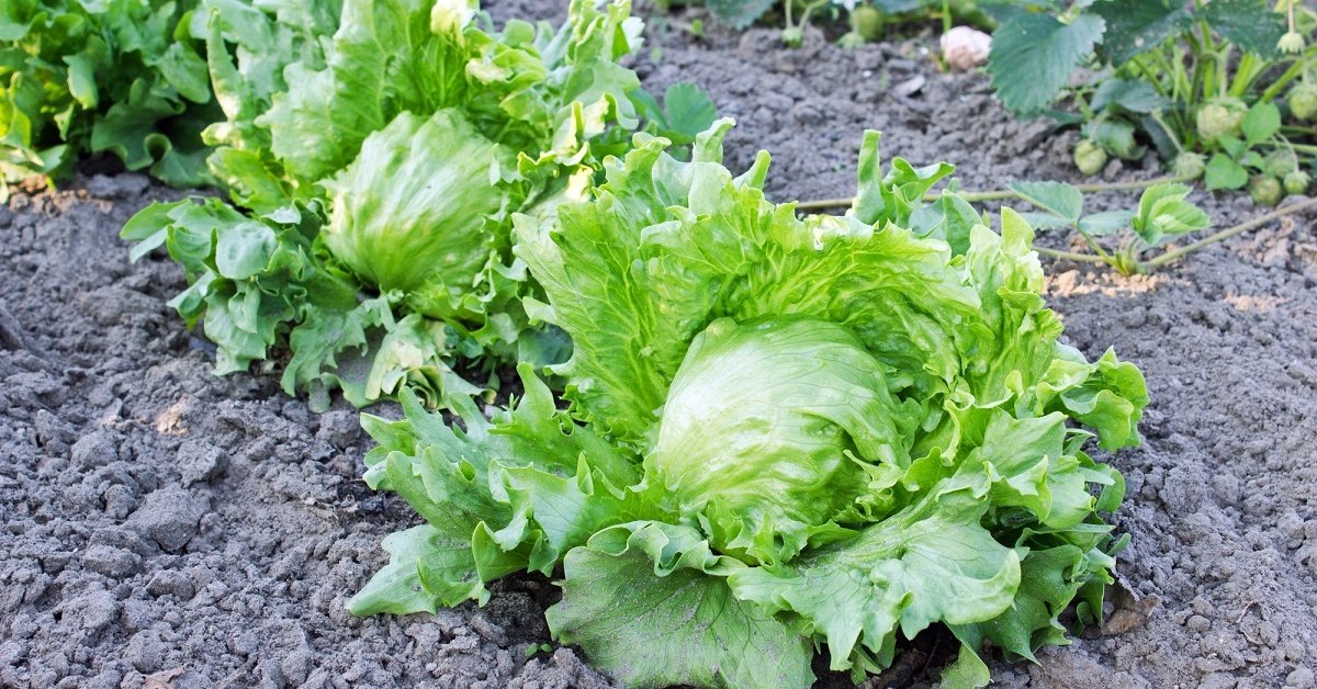 Идеальный салат Айсберг: секреты успешного выращивания круглый год