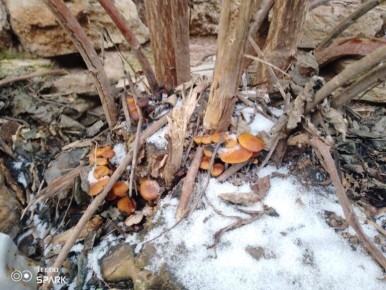 ������ �����: ���������� ������� ���� ������� ���� � �������