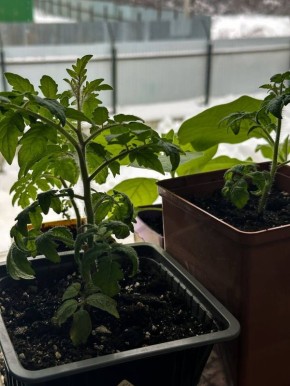 ������ ������ ��������� ������� � ��� ������ �� ��������������