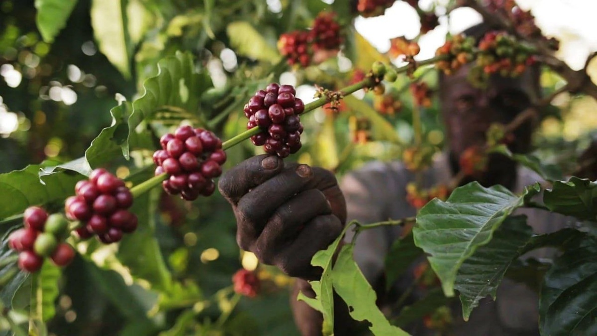 Кофейные деревья: удивительные факты о жизни и сроках