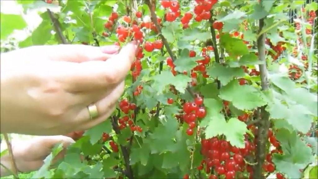 Создайте идеальное желе из красной смородины без усилий