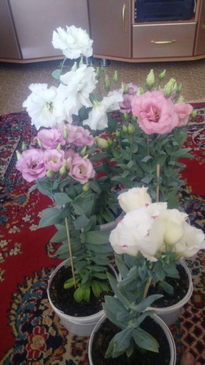 ����� ��������� ����������� ������: ������������ � ����������