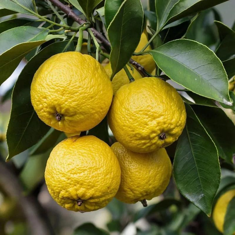 ����: ������������ �����, ������������� ���������� ��������