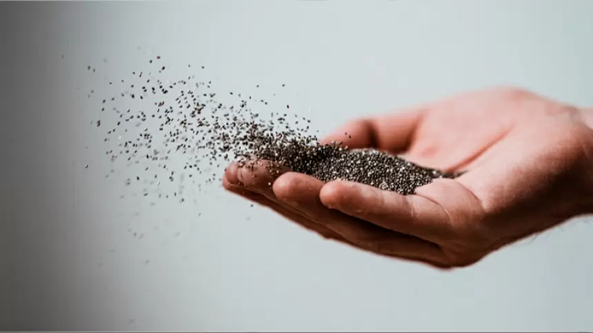 Сибирское чудо: как Россия освоила выращивание семян чиа в условиях сурового климата