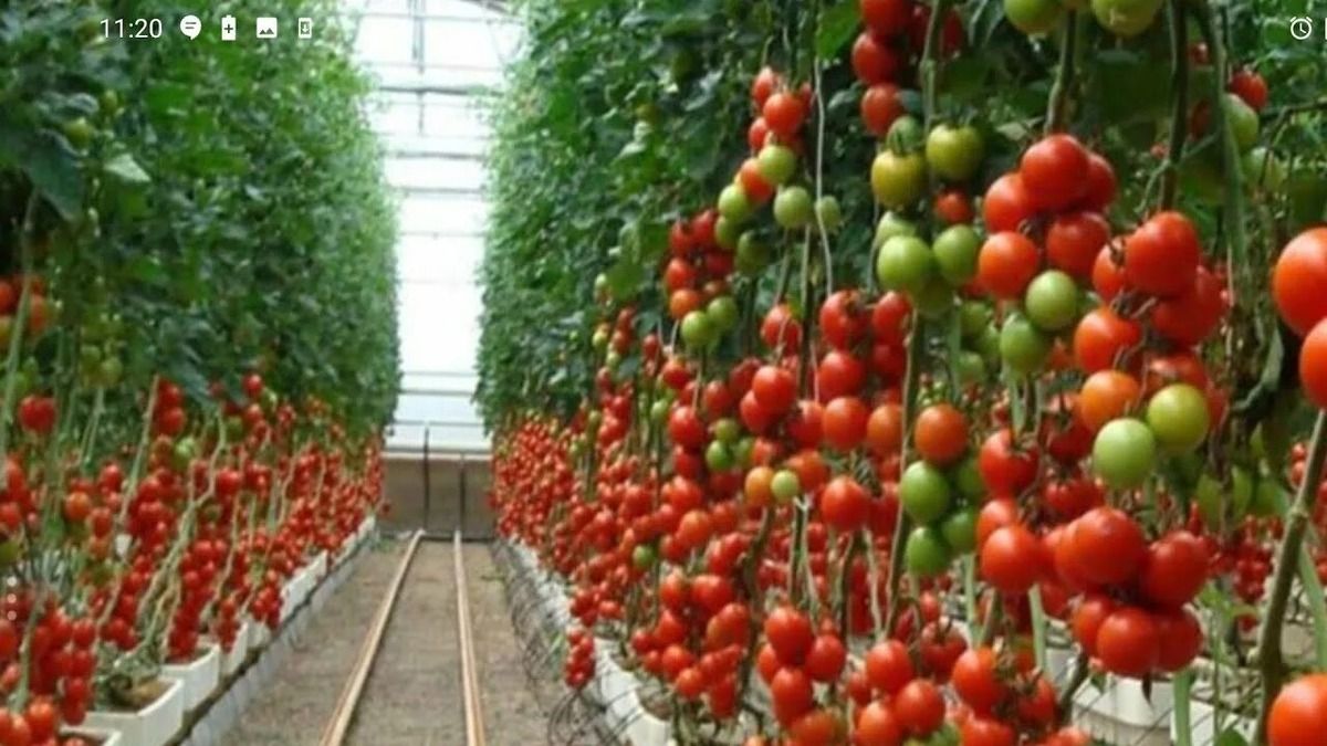 Томаты для средней полосы: секреты выбора оптимальных сортов
